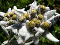 F37 edelweiss de philippe codet 